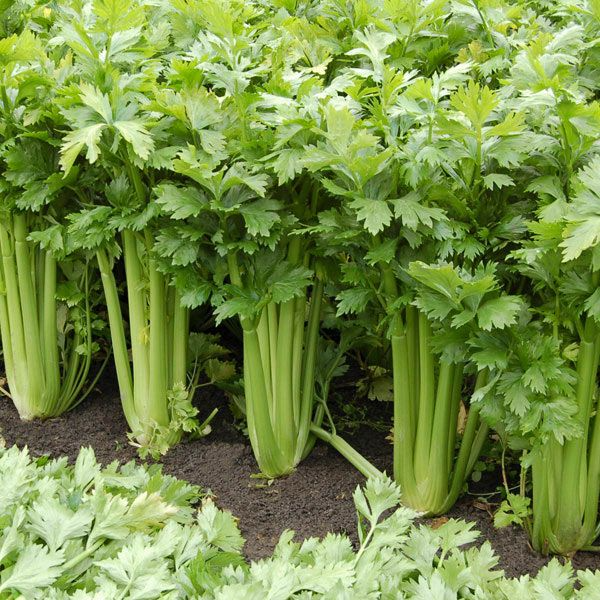 Celery (Tango)