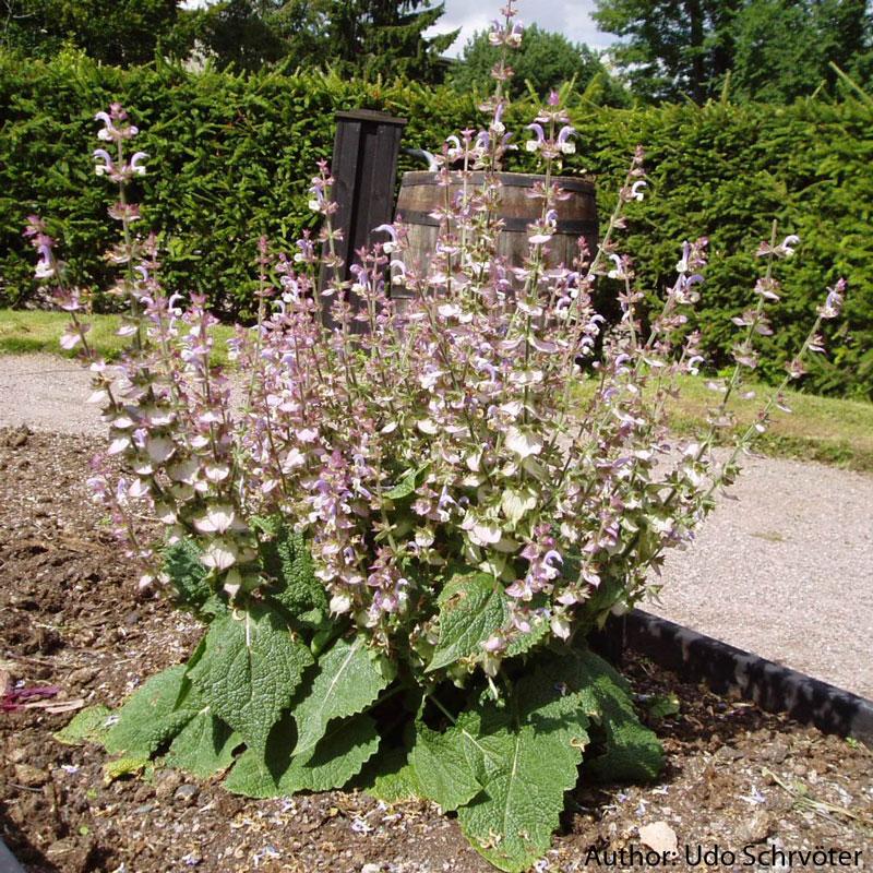 Clary Sage