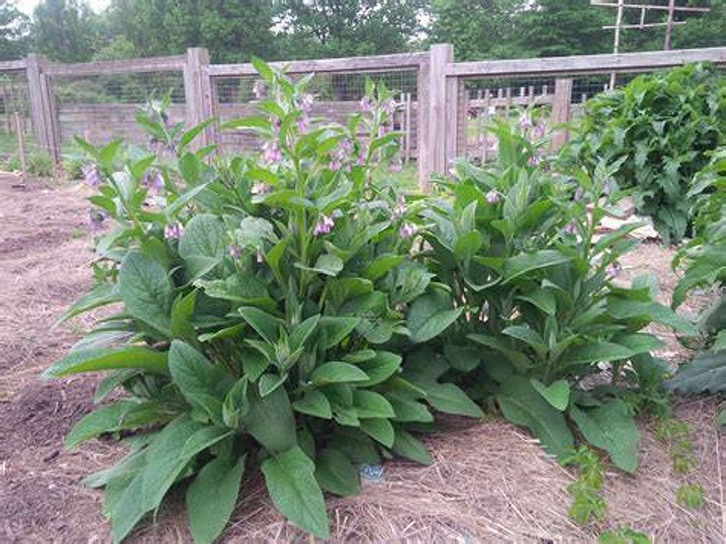 Comfrey (Bocking 14)