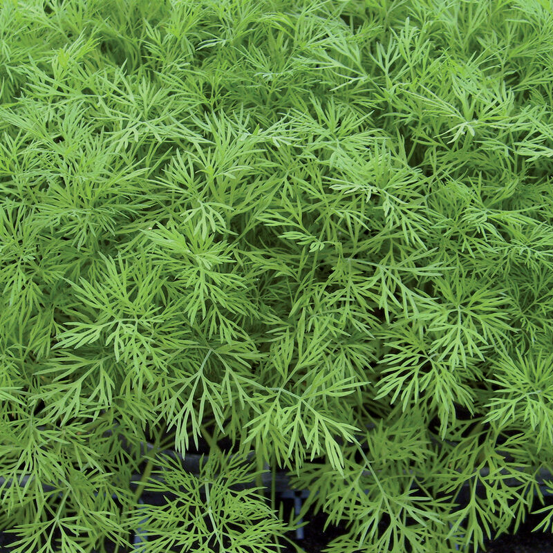 Dill
