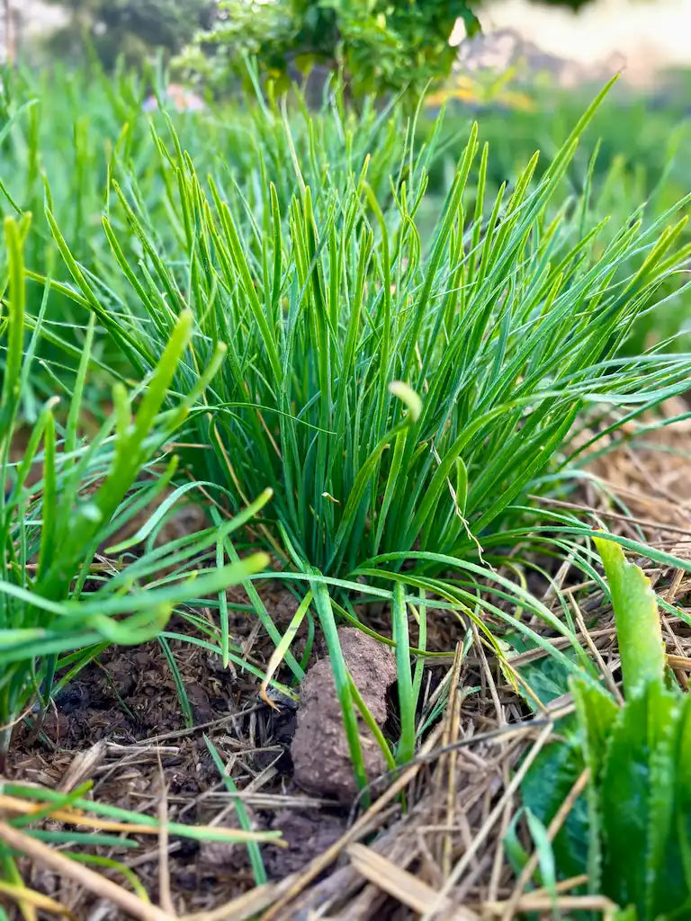 Garlic Chives