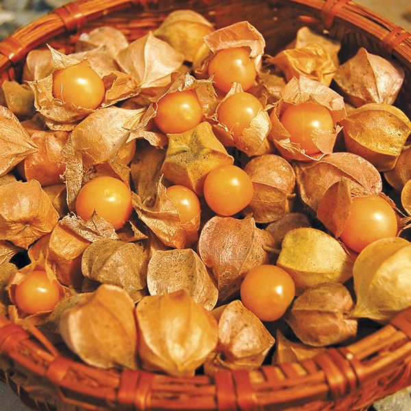 Goldenberry (Goldie)