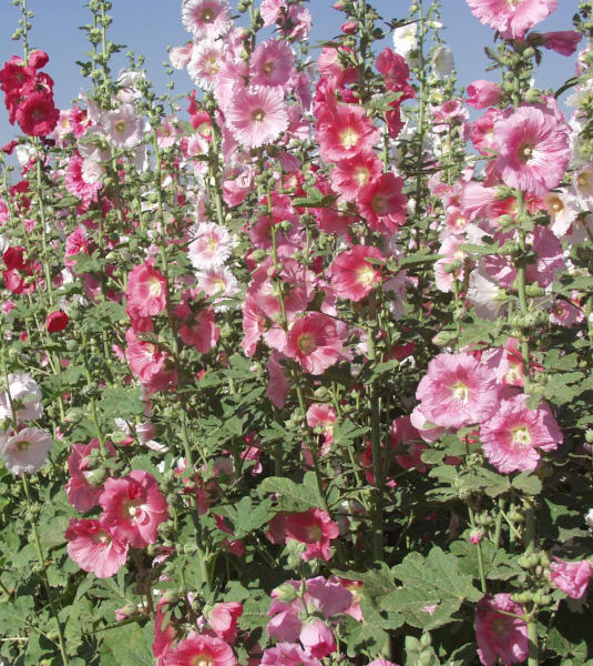 Hollyhock (Indian Spring)