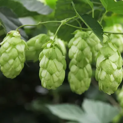 Hops (Chinook)