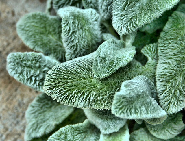 Lamb's Ear