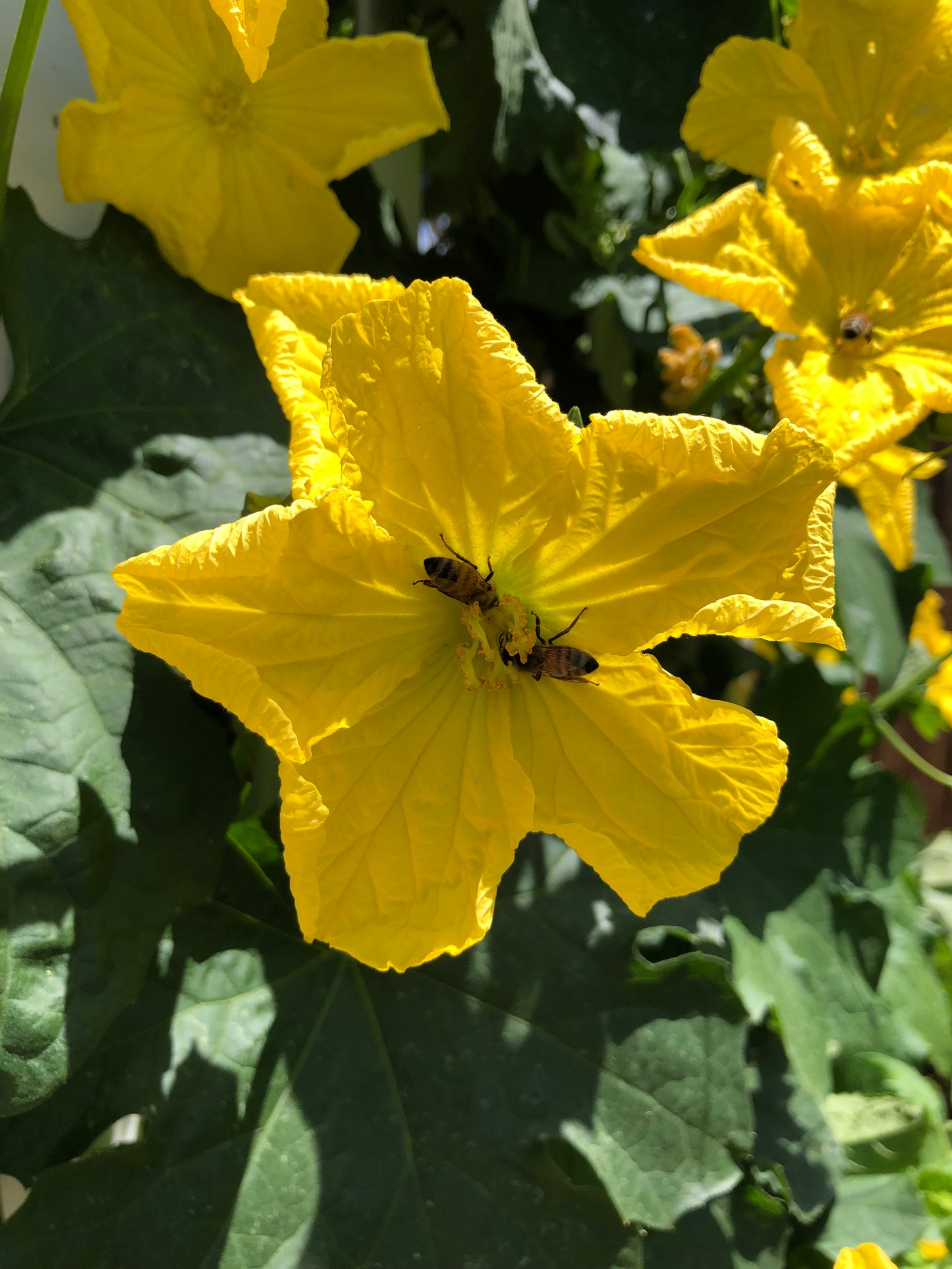 Luffa