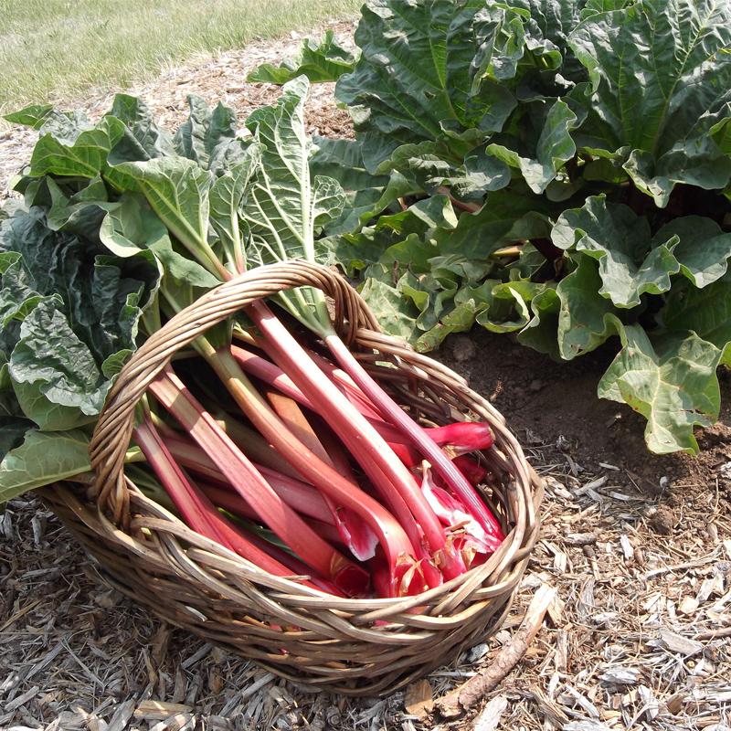 Rhubarb (Crimson Cherry)