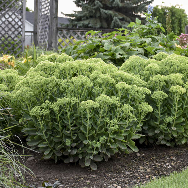 Show Stone Crop