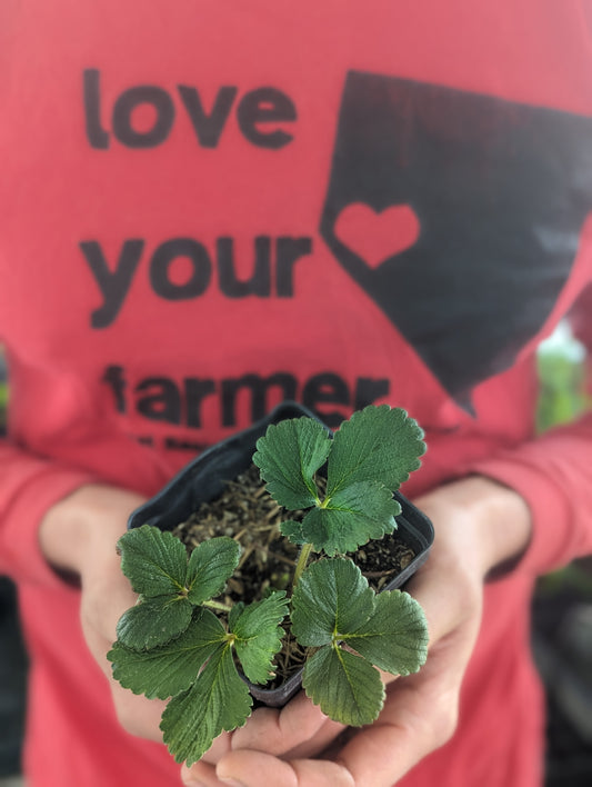 Strawberry (Seascape)