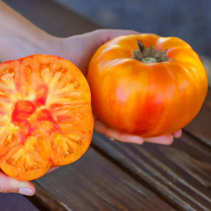 Tomato (Buffalosun)