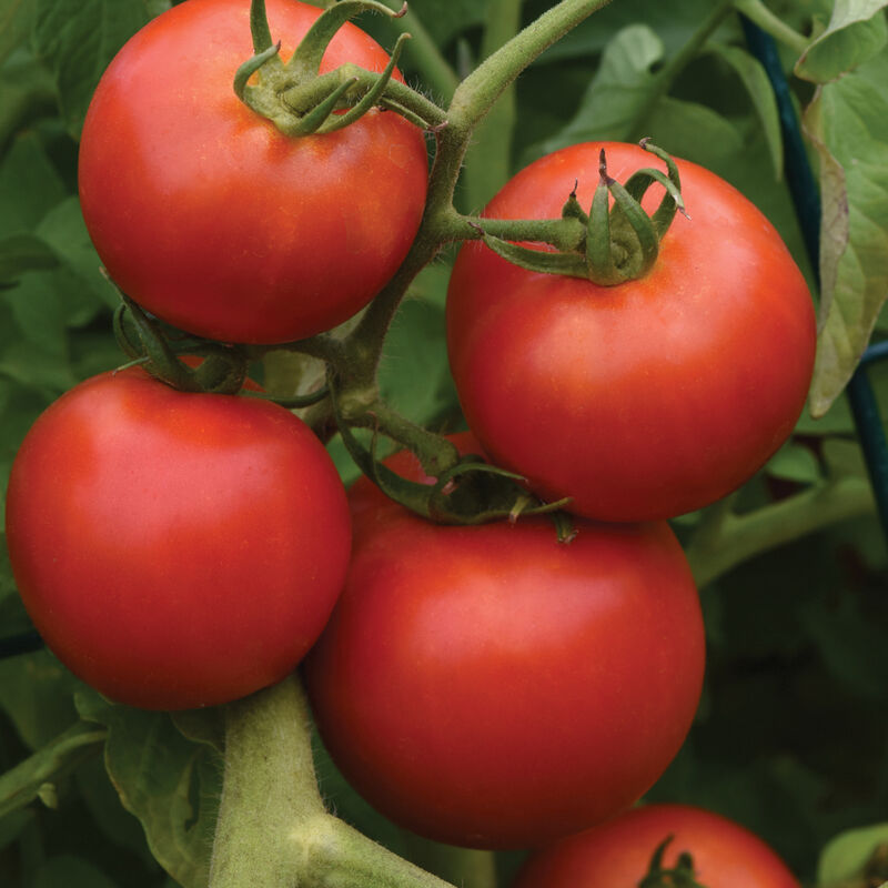 Tomato (Early Girl)