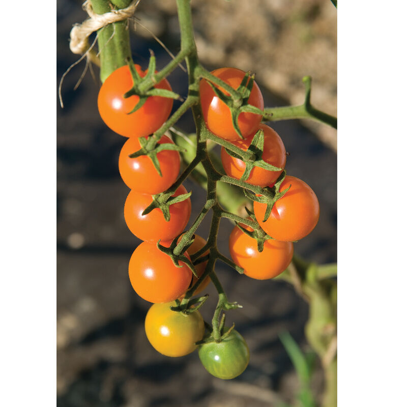 Tomato (Sungold)