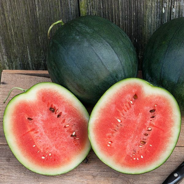 Watermelon (Sugar Baby)