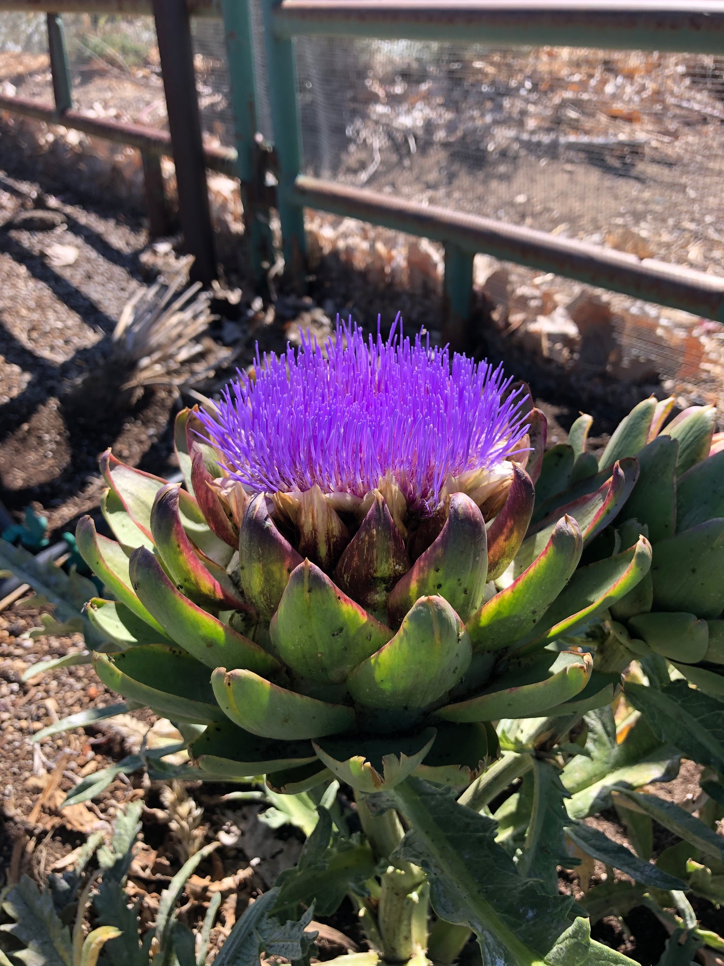 Artichoke (Tavor)