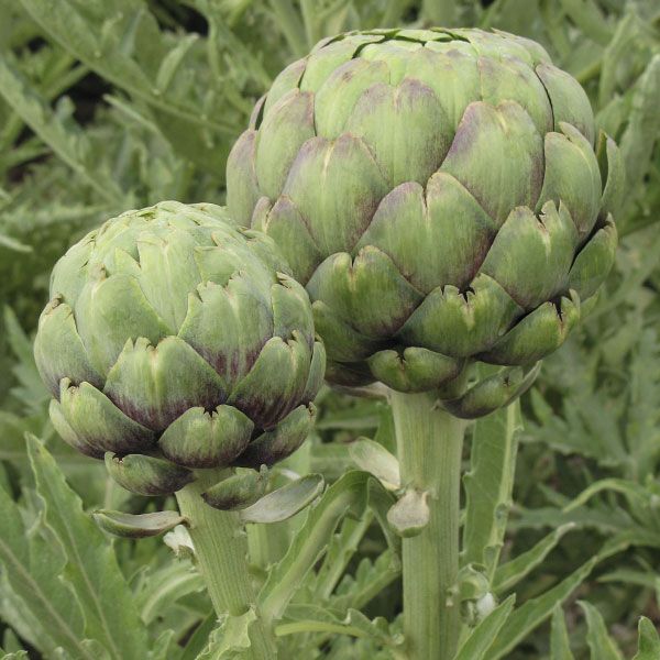 Artichoke (Tavor)