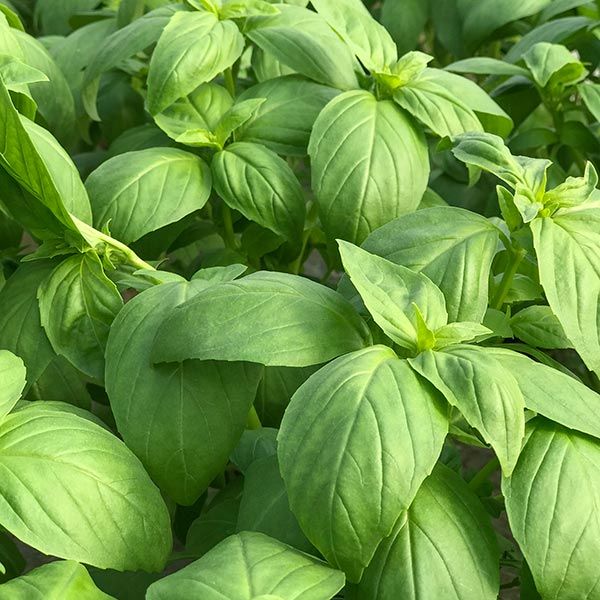 Basil (Mixed Six-Pack)