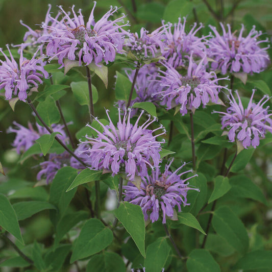 Bee Balm
