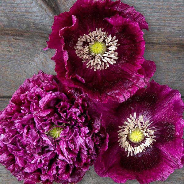 Black Beauty Poppy