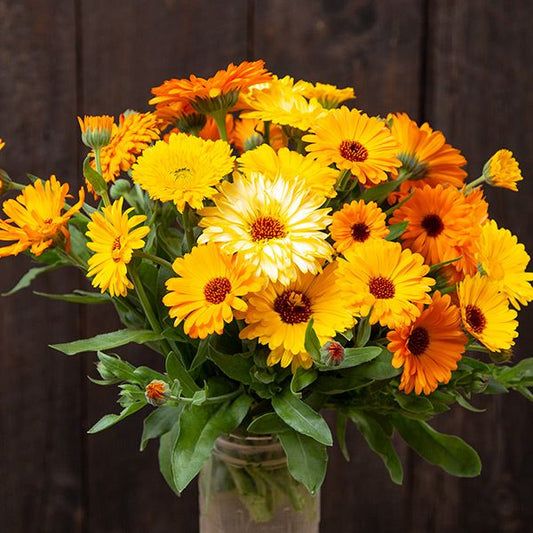 Calendula (Six Pack)