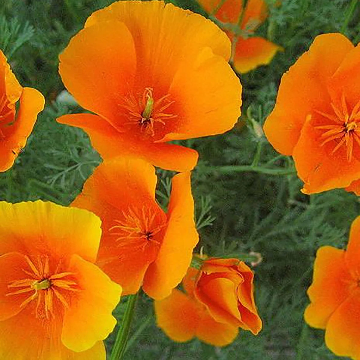 California Poppy