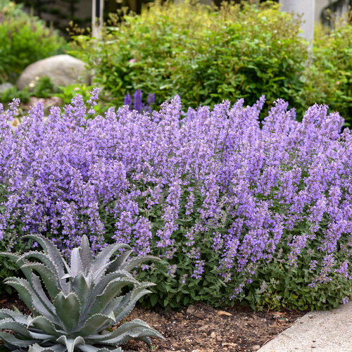 Catmint