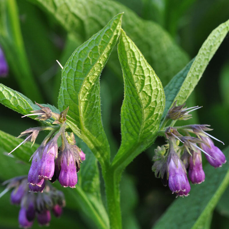 Comfrey (Bocking 14)