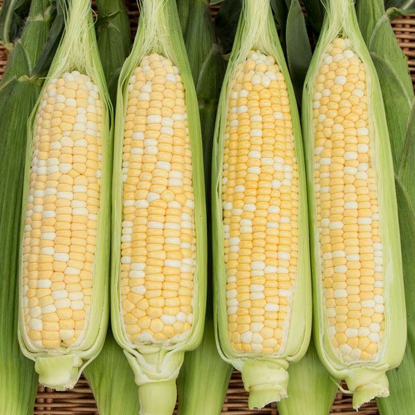 Sweet Corn (Six Pack)