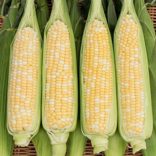 Sweet Corn (Six Pack)
