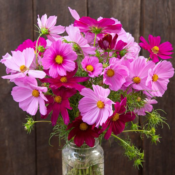 Cosmos (Sensation Blend - Six Pack)