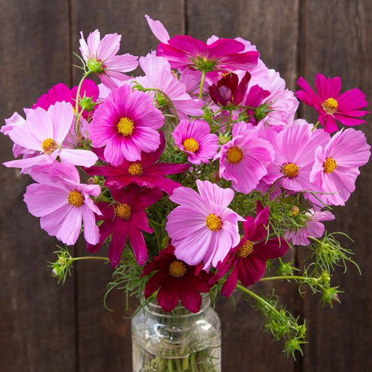 Cosmos (Sensation Blend - Six Pack)