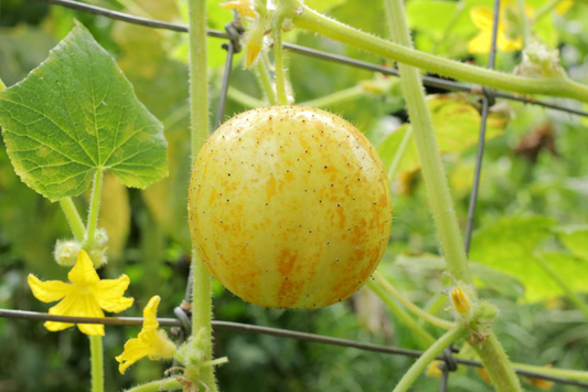 Cucumber (Lemon)