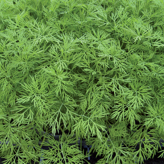 Dill