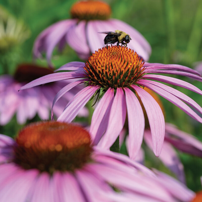 Echinacea (Purple)