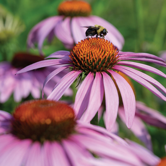 Echinacea (Purple)