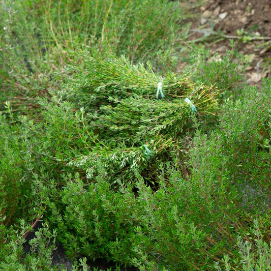 English Thyme