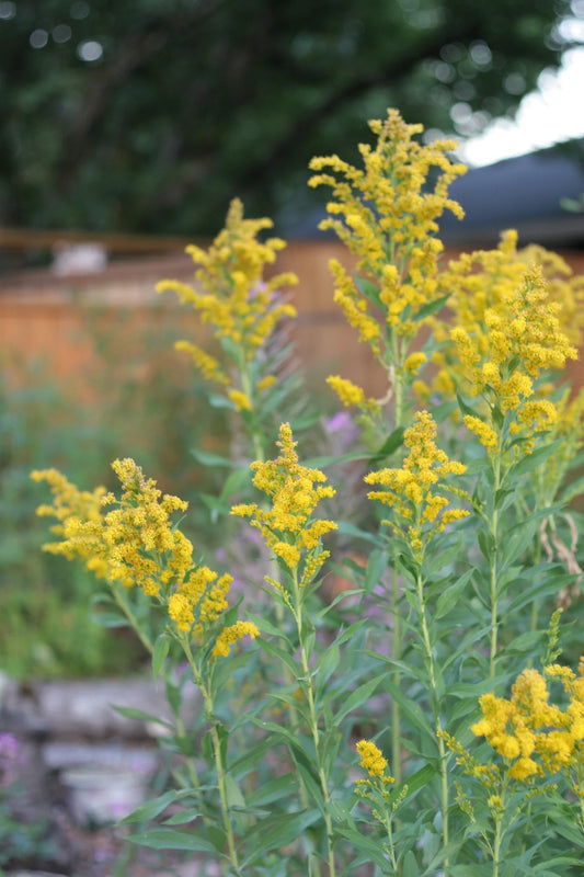 Goldenrod