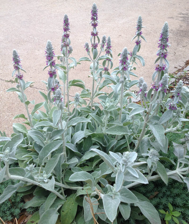 Lamb's Ear