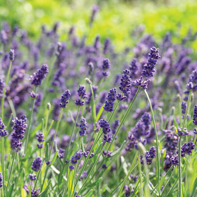 Lavender (Ellagance Purple)