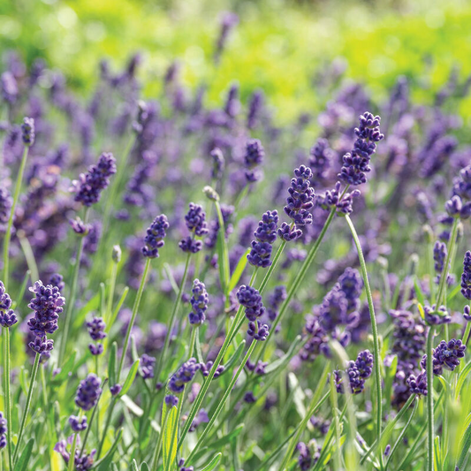 Lavender (Ellagance Purple)