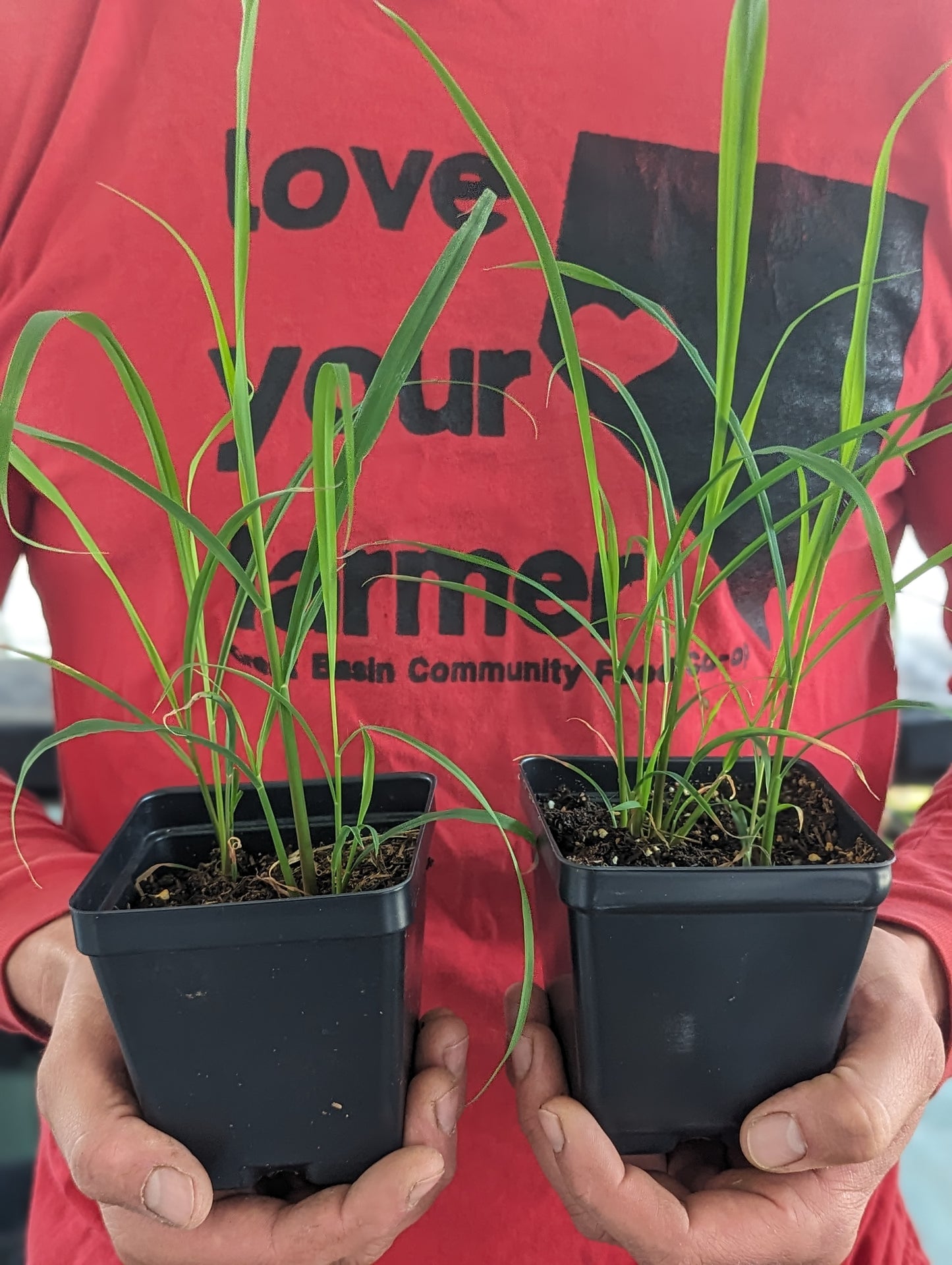 Lemongrass