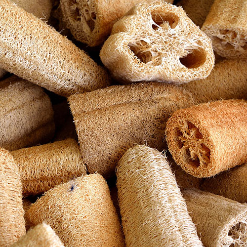 Luffa
