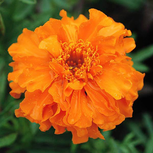 Marigolds (Six Pack)