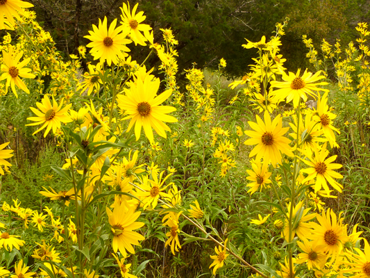 Maximillian Sunflower