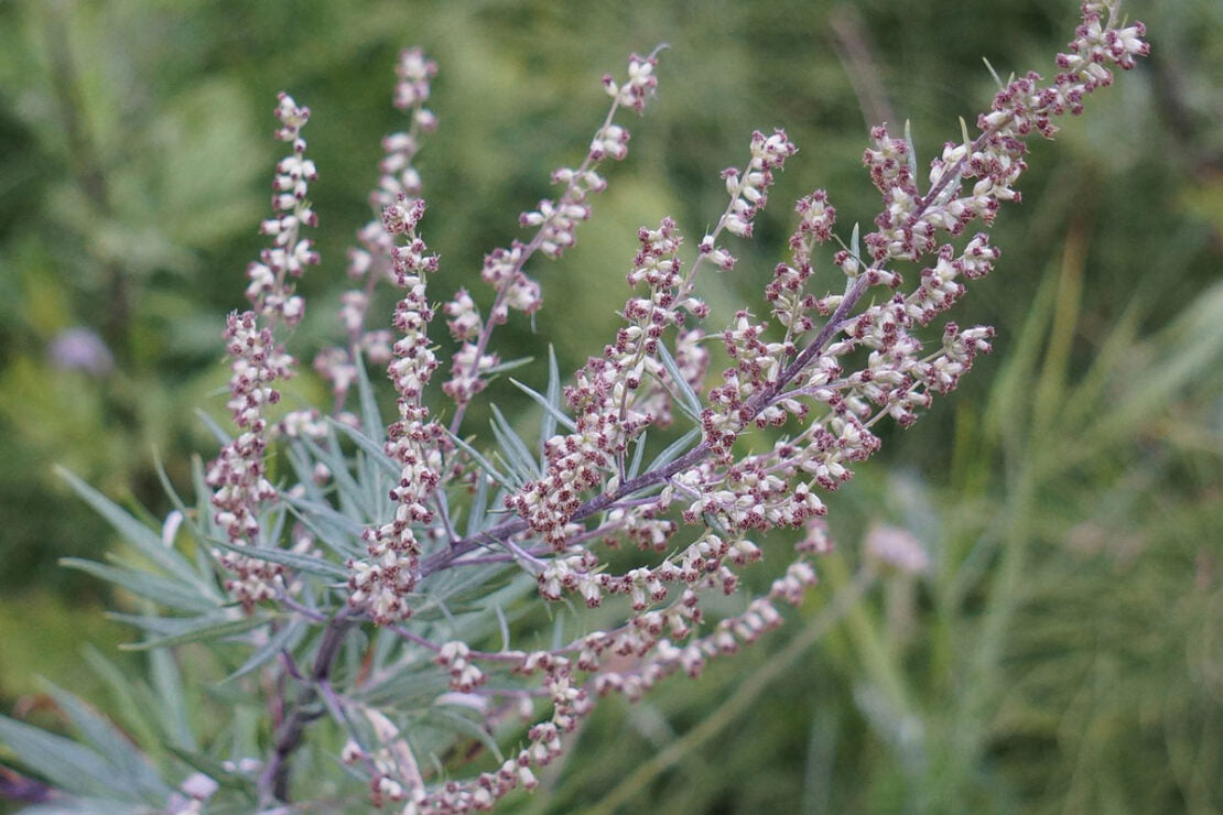 Mugwort