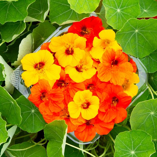 Nasturtium (Kaleidoscope Mix)