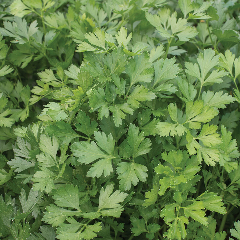 Parsley (Giant of Italy)