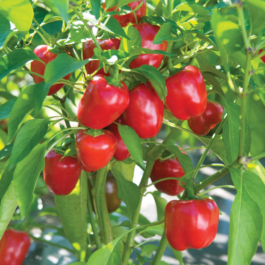 Robert's Red Cherry Pepper