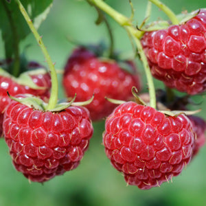 Raspberry (Encore)