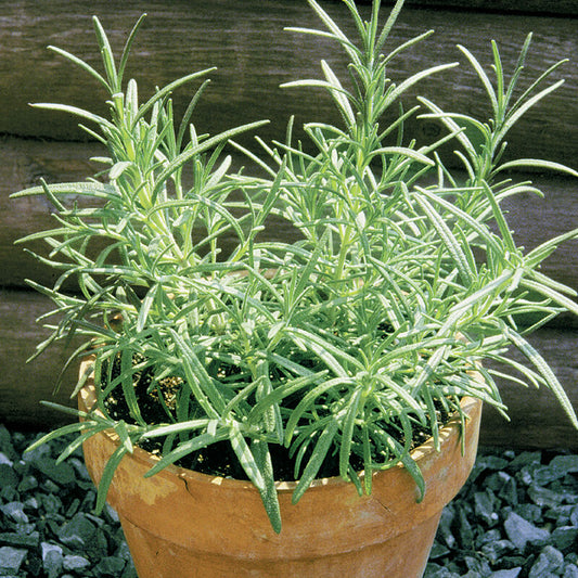 Rosemary