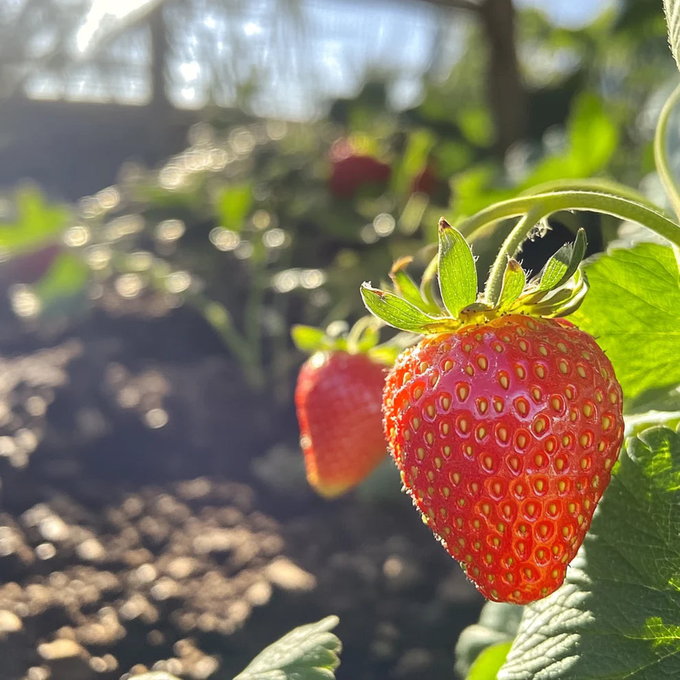 Strawberry (Washoe Surprise)